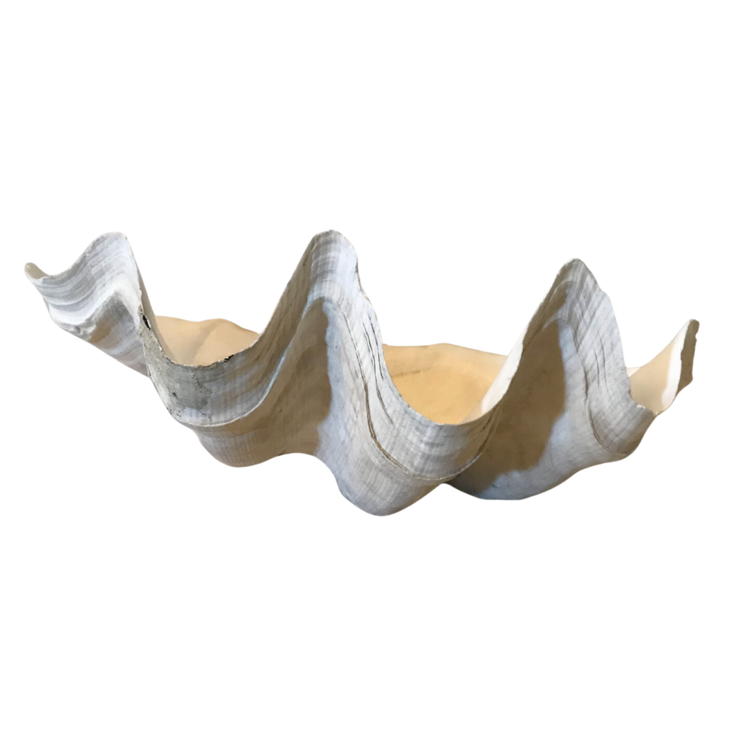 Antique Giant Clam Shell - Interior Design Studio in Bend, OR