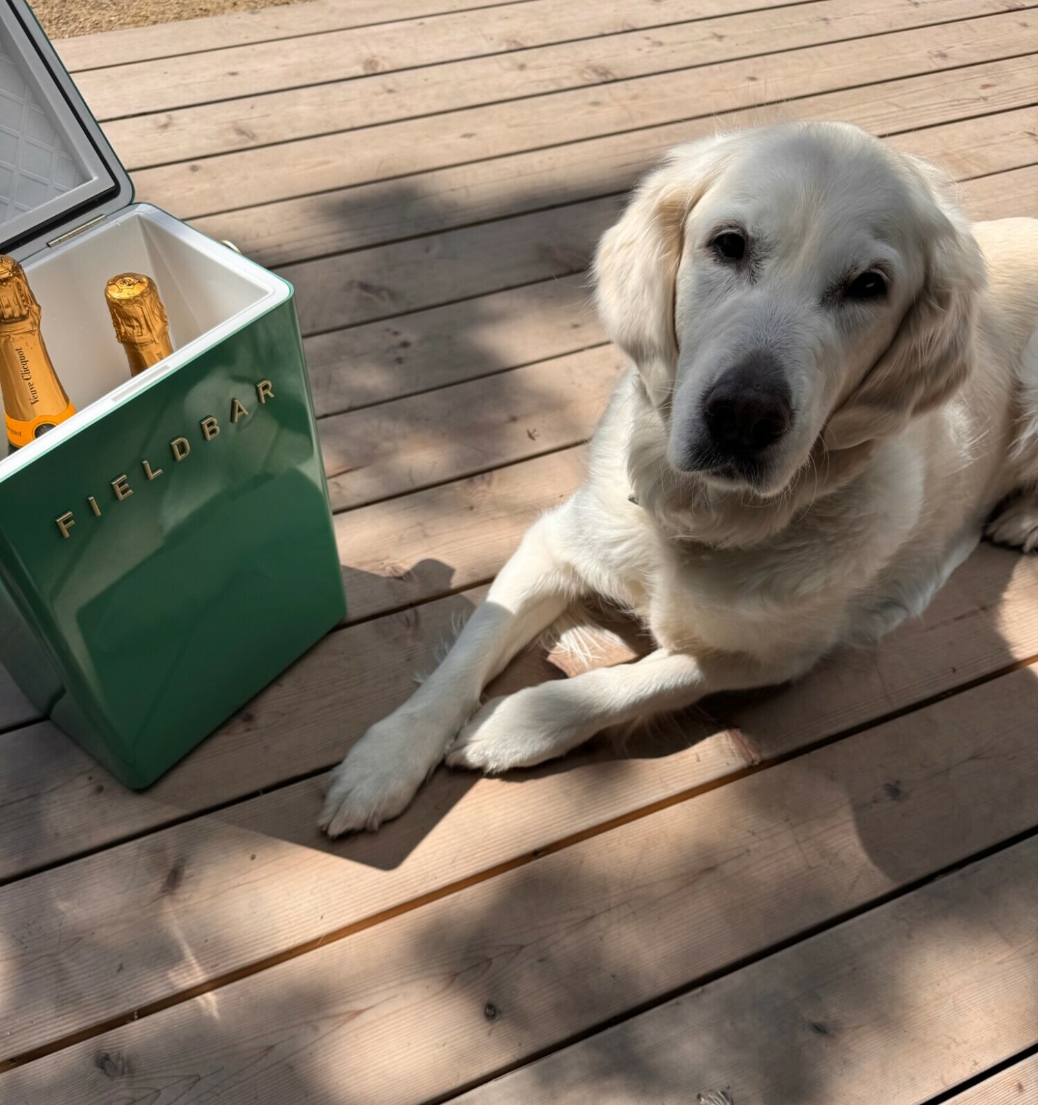 A green Fieldbar drink box cooler with bottles of champagne inside sits on a wood deck beside a relaxed golden retriever soaking up the sun—a dreamy hosting setup.