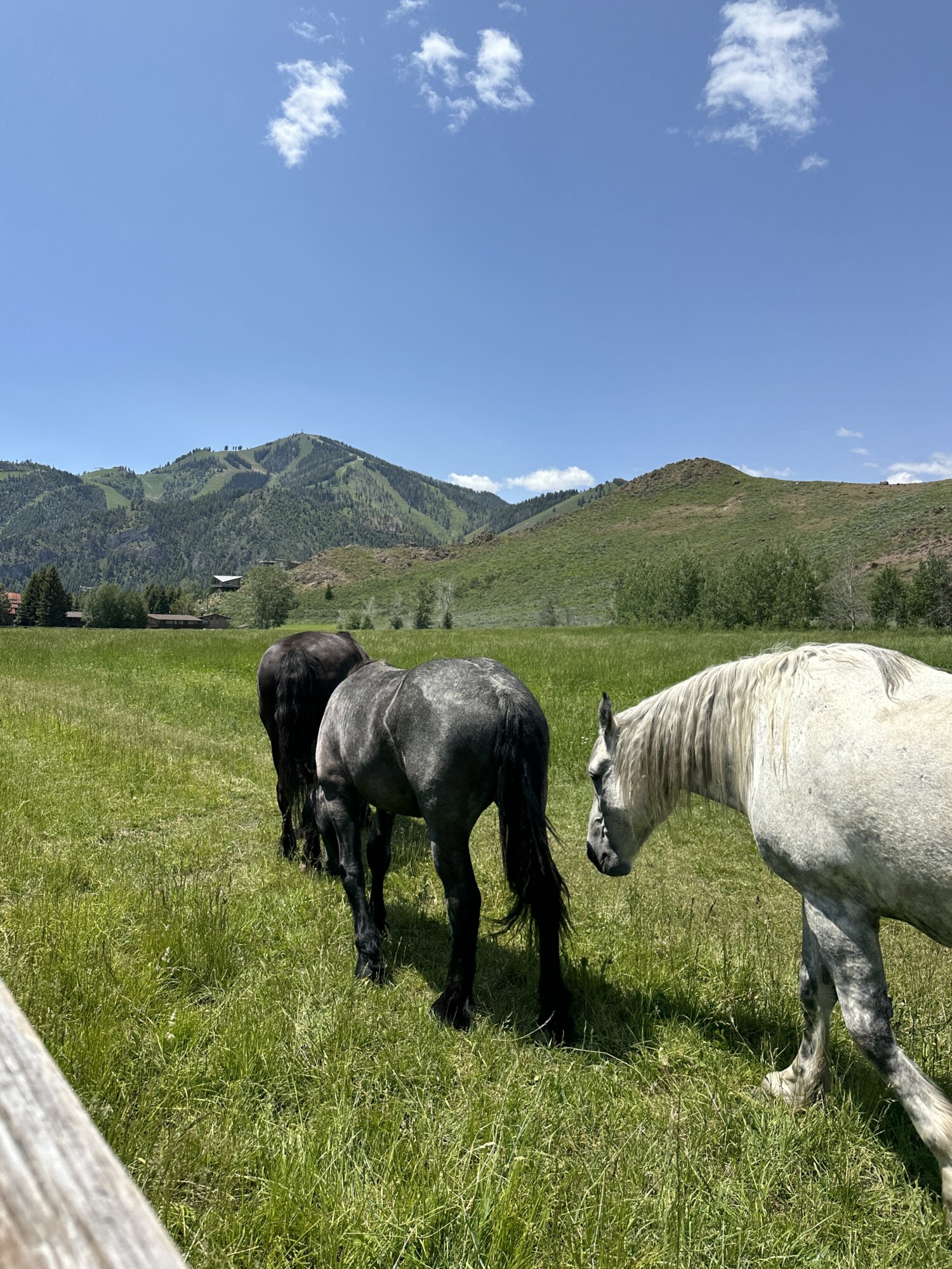 Three horses grazing in a lush green pasture with tree-dotted hills and forested mountains in the background under a bright blue sky in Sun Valley, Idaho.