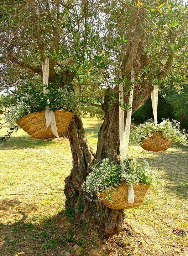 Woven straw baskets filled with baby's breath and greenery hang from the branches of an old olive tree using wide ivory ribbons, creating a whimsical and romantic outdoor display in a sunlit meadow.