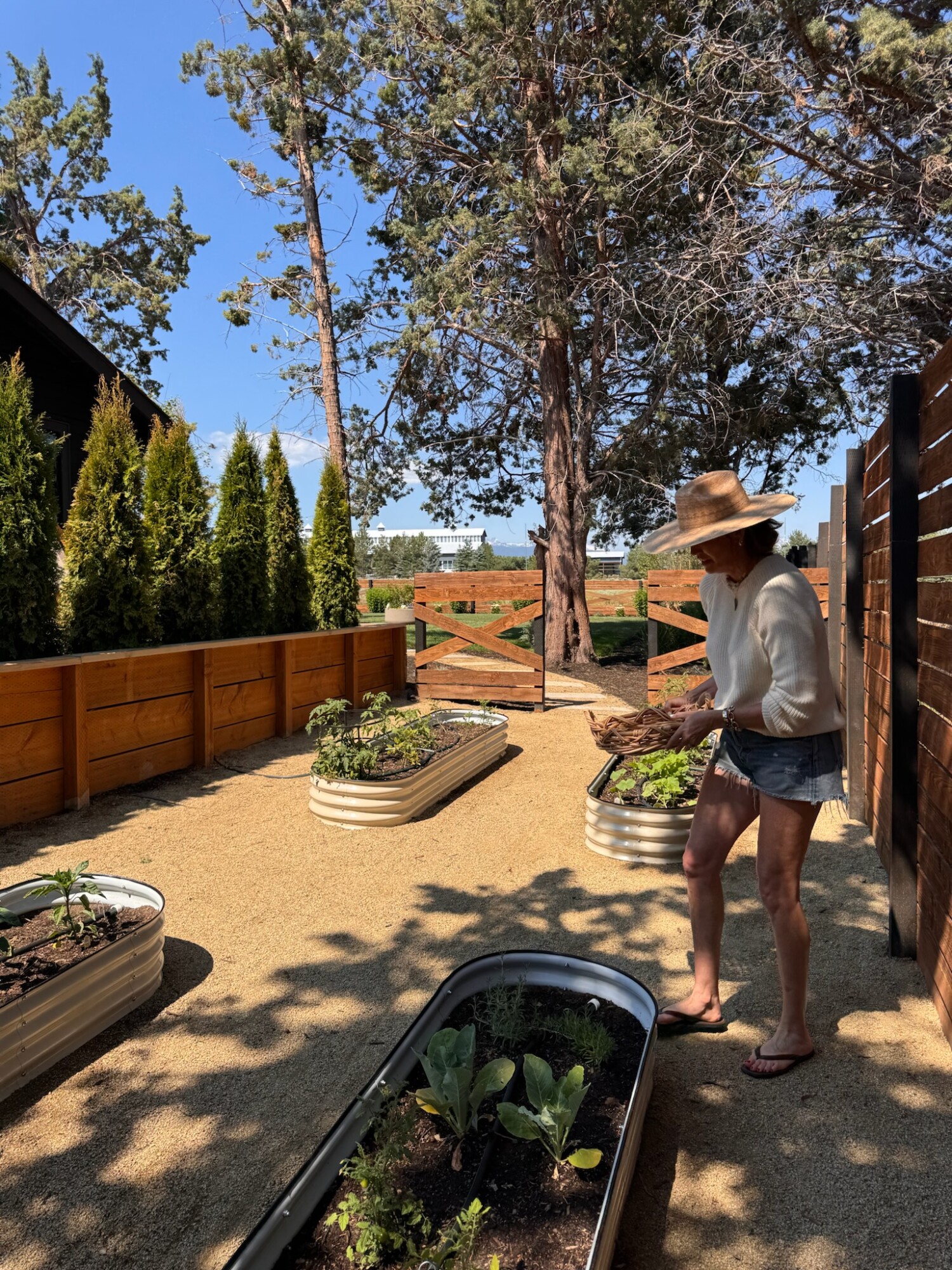A woman wearing a straw hat, white sweater, and denim shorts tends to a raised garden bed in a sunlit backyard surrounded by trees, gravel paths, and cedar fencing on a clear summer day.