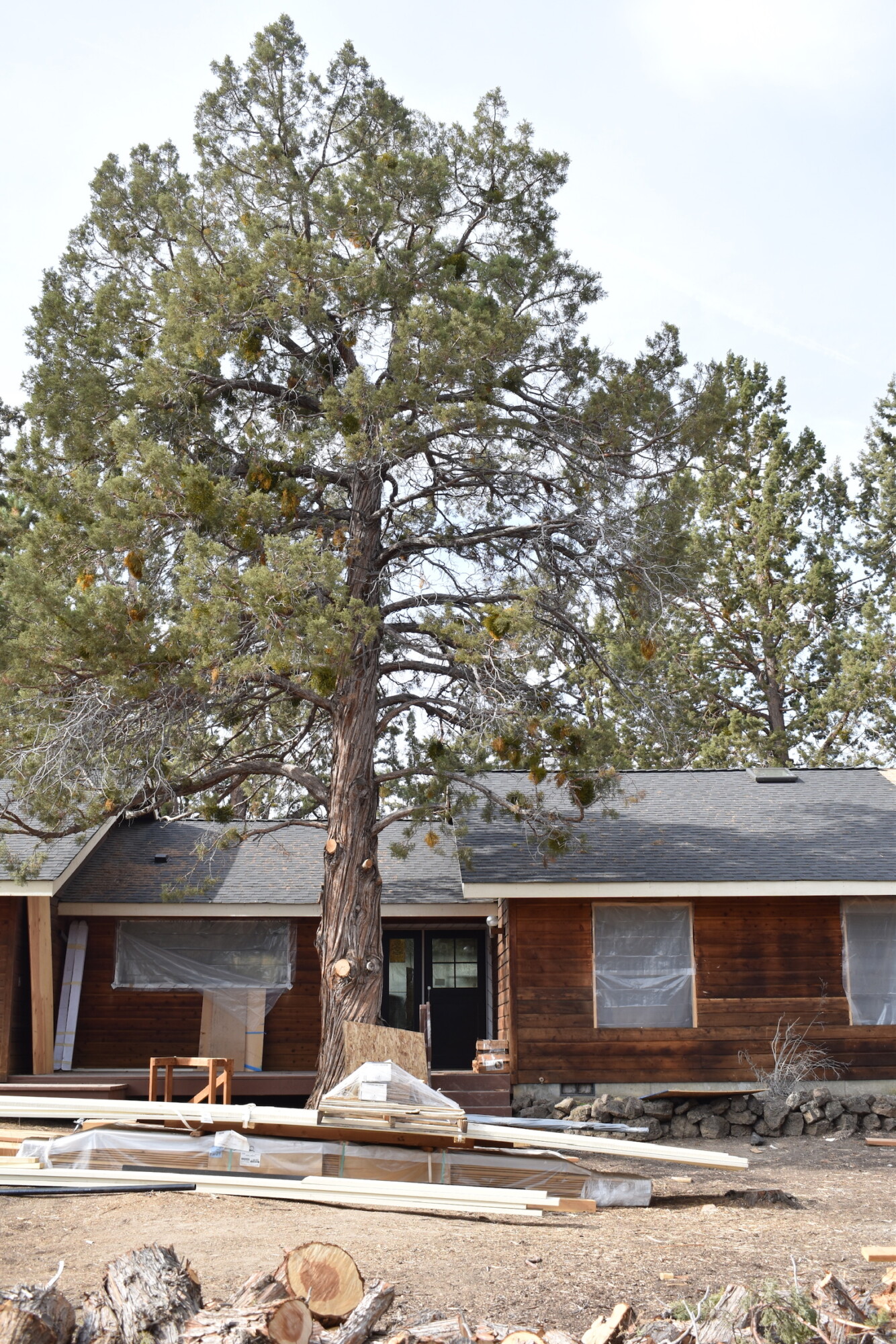 Ranch exterior under renovation, towering pine centered over entry and porch.