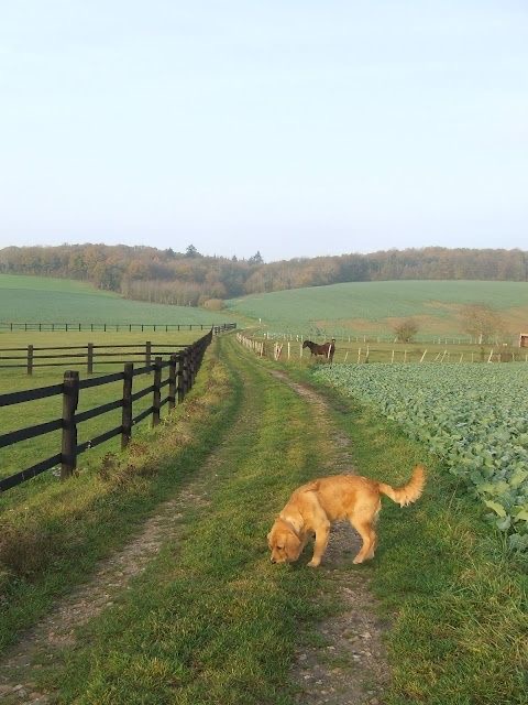 A golden retriever walking along a grassy dirt path bordered by farmland and fences, with rolling green hills, trees, and a horse grazing in the distance under a clear sky.